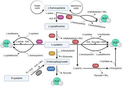 Hydrogen sulfide and its role in female reproduction